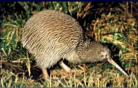 The kiwi, NZ's beloved national bird & symbol. 'Kiwi' is also what NZers are called the world over. And when some enterprising NZers popularised the delicious Chinese Gooseberry they called it the kiwifruit. Click for more on kiwis (the bird that is).