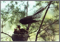 A fantail, a small, very friendly bird, native to New Zealand, feeding its young.